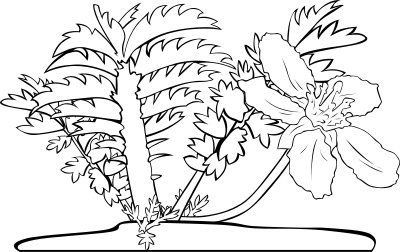 GG Potentilla anserina clipart
