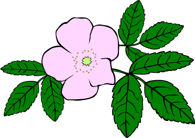 GG rosa acicularis clipart
