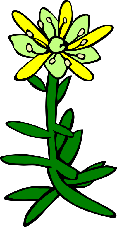 GG saxifraga aizoides clipart