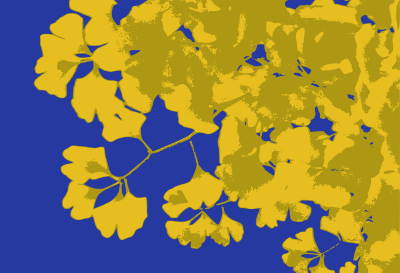 Gingko Leaves clipart