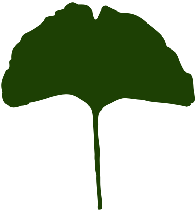 Ginkgo Leaf - Green clipart