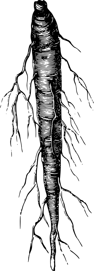 Ginseng clipart