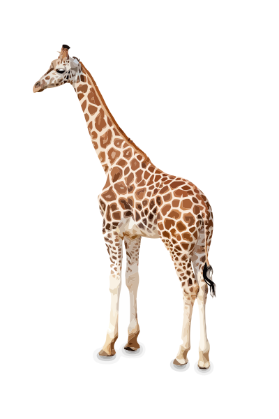 Giraffe girafe girraffe clipart