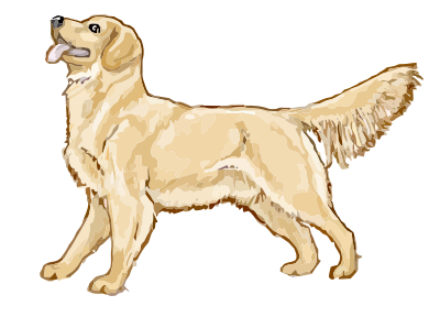 Golden retriever clipart