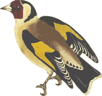 Goldfinch (isolated) clipart