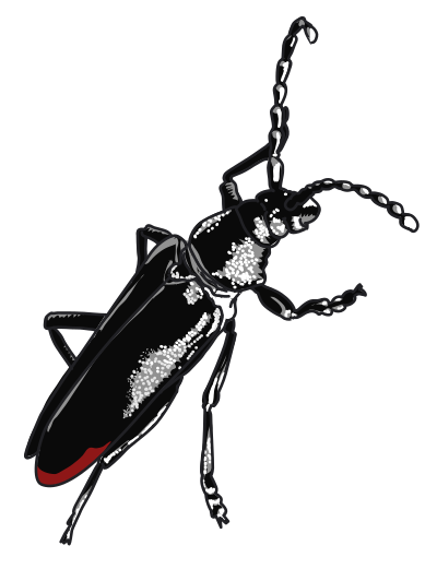 Grand capricorne - Capricorn clipart