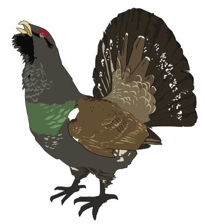 Grand tetra (Coq de bruyere) - Grouse clipart