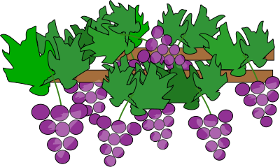 Grapes Growing for Wine clipart