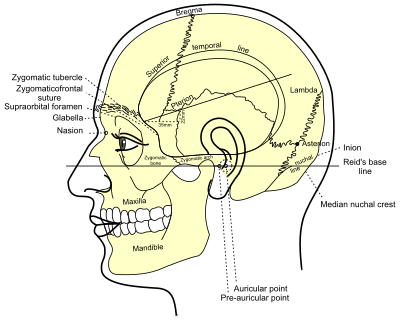 Grays Anatomy Side View Of Head clipart
