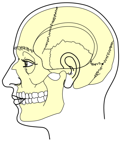 Grays Anatomy Side View Of Head Minus Labels clipart