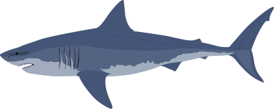 Great white shark clipart