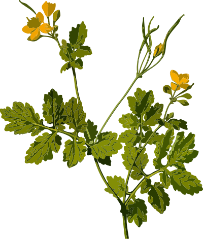 Greater celandine (low resolution) clipart