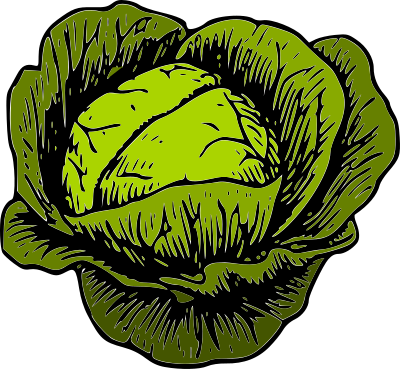 Green Cabbage clipart