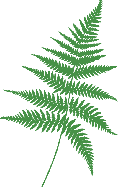 Green Fern Outline clipart