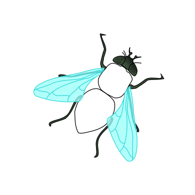Green House Fly clipart