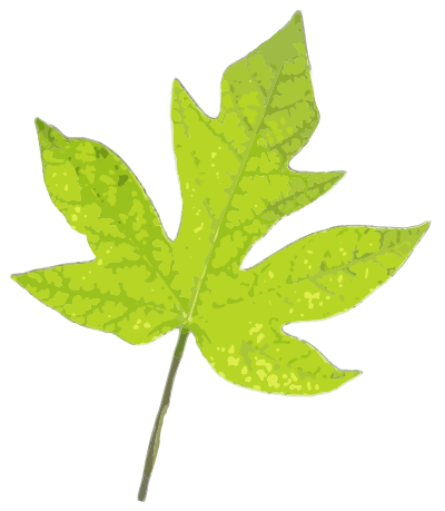 Green Leaf clipart