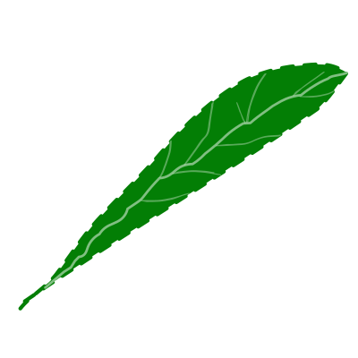 Green leaf, textured clipart
