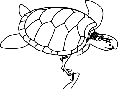 Green sea turtle line art clipart