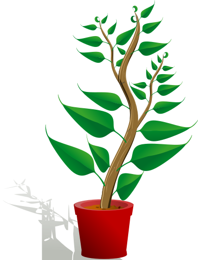 Green tall plant in its pot clipart
