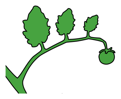 Green tomato on a vine clipart
