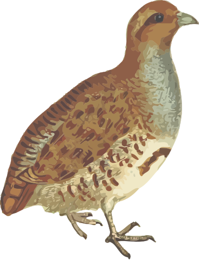 Grey partridge (isolated) clipart