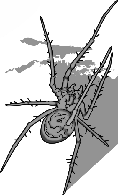 Grey Spider clipart