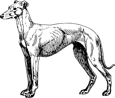 Greyhound clipart