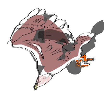 Griffon Vulture Sketch clipart