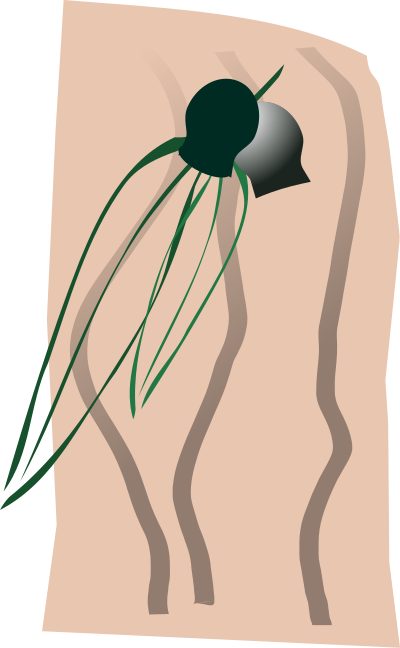 Gumleaves clipart