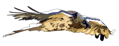 Gypaete barbu - Bearded Vulture clipart