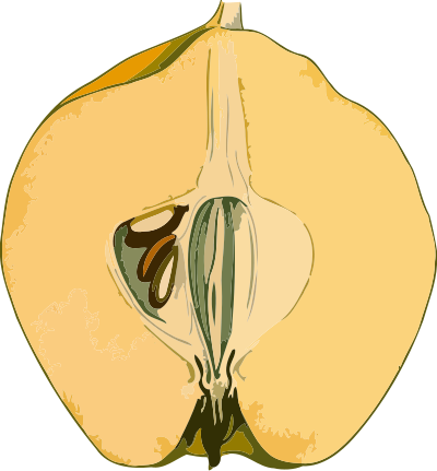 Half-quince (low resolution) clipart