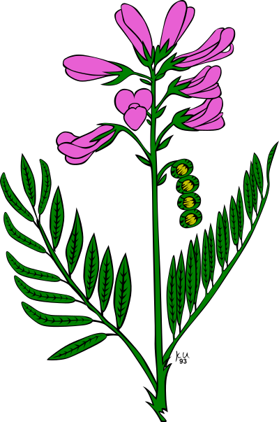 Hedysarum boreale clipart