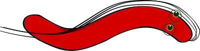 Helicobacter clipart