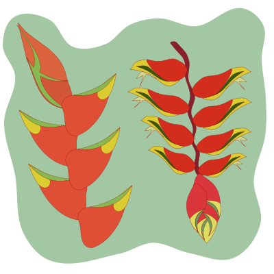 Heliconia flower clipart