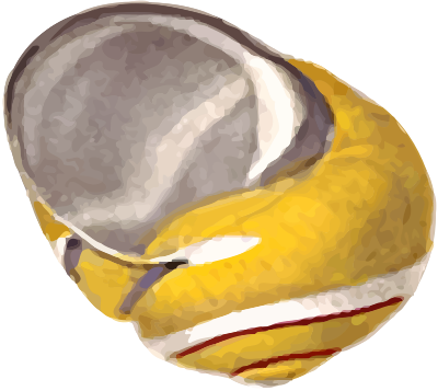 Helix picta clipart