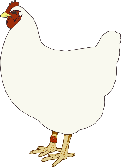 Hen 3 clipart