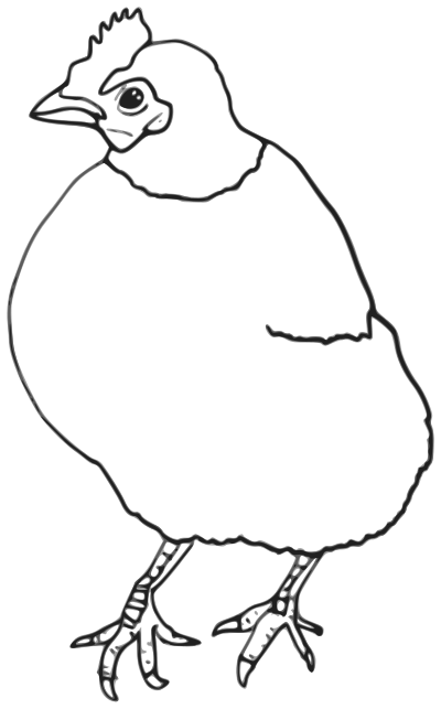 Hen Outline clipart