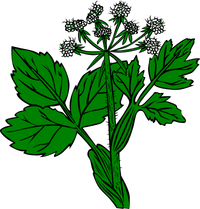 Heraculeum lanatum clipart