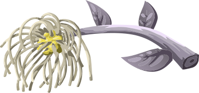 Herbs Hairball Flower clipart
