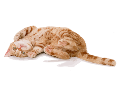 Here kitteh clipart