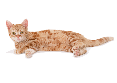 Here kitty kitty clipart