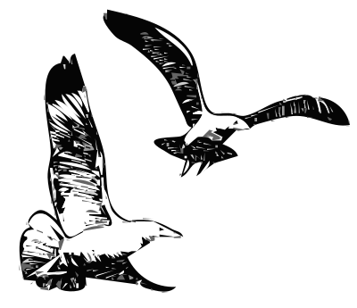 Herring Gulls 1 clipart