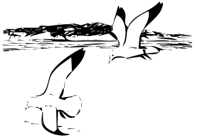 Herring Gulls 2 clipart