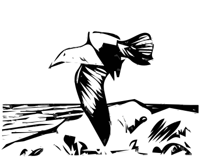 Herring Gulls 4 clipart