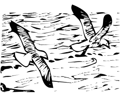 Herring Gulls 5 clipart