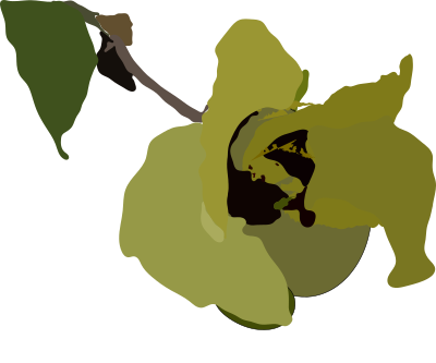 Hibiscus tiliaceus clipart