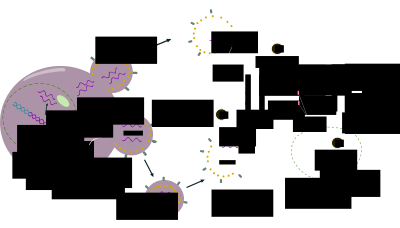 HIV Life Cycle clipart