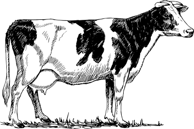 Holstein cow clipart