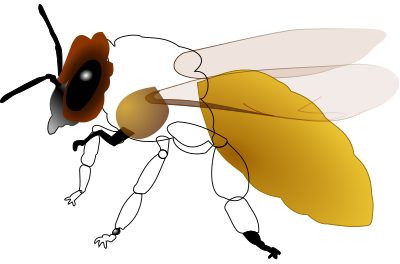 Honeybee clipart