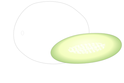 Honeydew Melon clipart